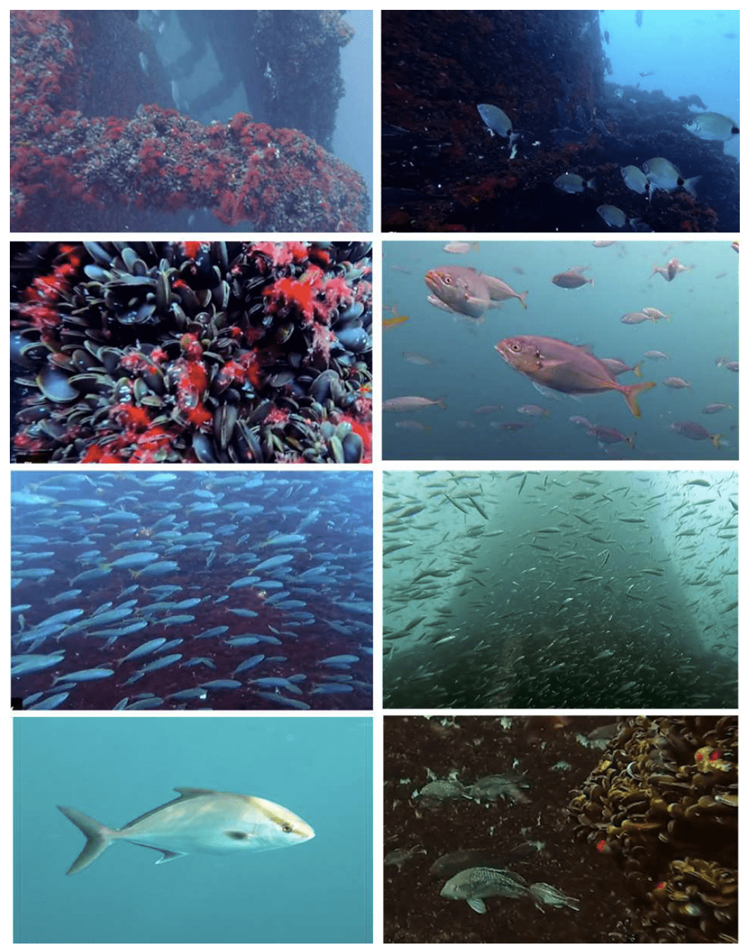 Video stills showing mussels, barnacles, and fish colonizing an offshore wind turbine foundation underwater
